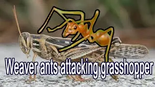 Animal World / Weaver ants attacking grasshopper