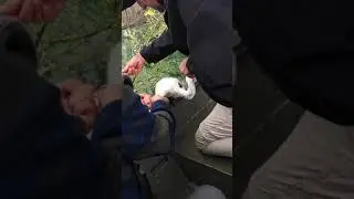 Great White Egret Rescue