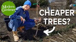 Bare Root Fruit Trees: Everything You Need To Know!