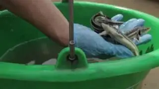 20,000 sturgeons released by WWF-Bulgaria into the Danube