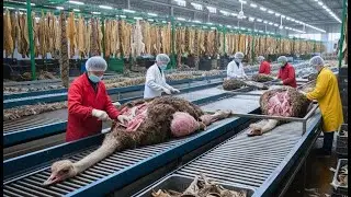 Inside the Ostrich Leather Factory: The Hidden Craft Behind Ostrich Leather Luxury Goods