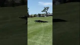 Large alligator strolls across the Rotonda Golf & Country Club Palms Course in Florida