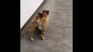 The little tiger cubs started fighting.🐯🤣#tiger #animals #cute #zoo 