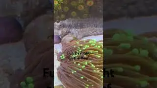 #СоленыеЛеденцы