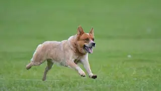 10 Popular and Interesting Australian Dog Breeds