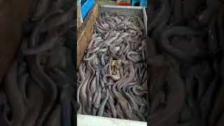 hagfish Australia (slime eel)
