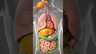 Chicken Digestion: ASMR What Happens Inside! 🍗🔥 #Shorts