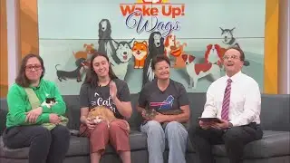 Wake Up! Wags: West Side Cat Rescue finding homes for cats