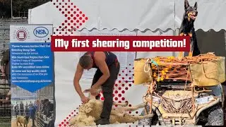 2nd Thame sheep fair!