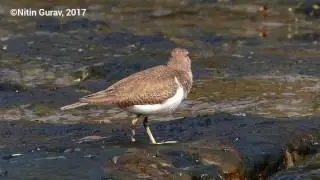 Sandpiper Dance!  Funny videos.