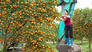 Harvesting Overloaded Honey Mandarin & Sold at The Village Market | One of the Heaviest Crops Ever