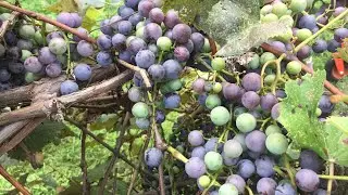 How to make Grape juice || start to finish