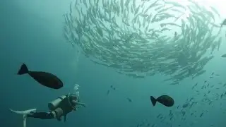 Boat Diving|Fish Sanctuary|PlaneWreck