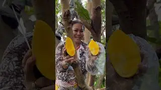 Cutting open one of mom&rsquo;s Nam Doc Mai mangoes! 🤤🥭🔪 #mango #mangoes #fruits #harvest #shorts