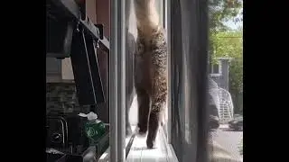 Turn-back&hellip;&hellip;Cool&hellip;&hellip;#turnback #cute #cat #lovely 