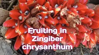 Fruiting in Zingiber chrysanthum
