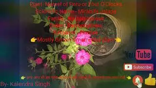 Plant- Marvel of Peru or Four O'clock,(agriculture Smart Study), By- Kalendra Singh