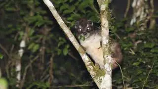 Taita tree hyrax video with night binoculars