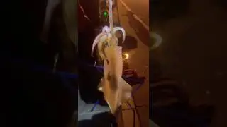 Don't miss it! Squid Fishing at Newport, Rhode Island