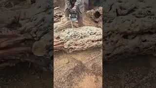 Extreme Chainsaw Cutting Rare Burl Wood &ndash; Most Satisfying ASMR Ever! #shorts