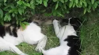 A kitty treat her mother's tail as a toy