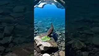 🎣 CRAZY Fish ATTACK Bait! 🤯 You Won't Believe What Happens! 🐟