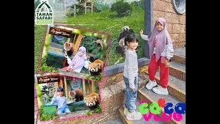 CAECA LIBURAN DI TAMAN SAFARI BOGOR - INDONESIA