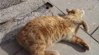Manx Cat 🐱 Isle of Man 🇮🇲 1080p60