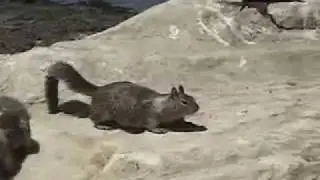 Birds & Squirrels