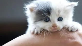 🐾 The Smallest, Most Unique, and Most Adorable Cat 🐾 #smallest cat #unique cat #cute cat 