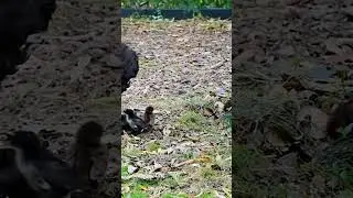 Golden misri hen with chicks| chicken poultry yard | Peshawar Poultry