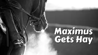 Bringing Maximus the Horse more Hay