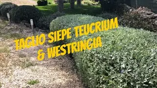 Taglio e rifinitura siepi Teucrium e Westringia