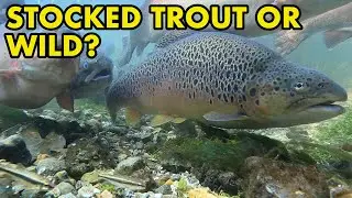 Whats the Difference: Stocked & Wild Trout (Fish Myths UK)