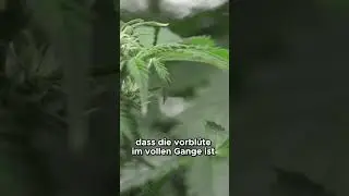 🌱 Stretch-Phase in der Bl&uuml;te erkl&auml;rt! 💡 | Link im Kommentar ⬇️ #shorts