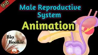 Male Reproductive System Animation || Parts and Functions in Hindi.