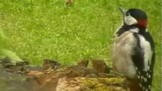 Grat Spotted Woodpecker