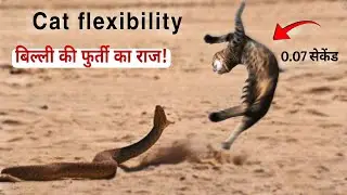 बिल्ली की Flexibility और रफ़्तार के पीछे का विज्ञान | Science of Cat's Agility | World info