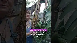 Nature is Abundant. We've lost our connection to Abundance #abundance #becdtransformation #viral