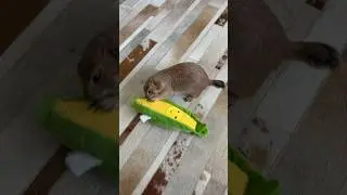 Poppy loves her Corn toy! #prairiedog #animal #cuteanimals