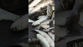 #fish #lifeisbutadream #fishingequipment #fishing #whowillbemylifepartnerta #trending #tek ..👑🐳👑🦞😈