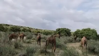 During the monsoon, a stunning sight is a herd of camels grazing on lush green grass in the jungle.