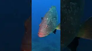 #scubadiving #oceanlife #diving #ocean #nature #scuba #gopro #freediving #fish #wildlife #biology