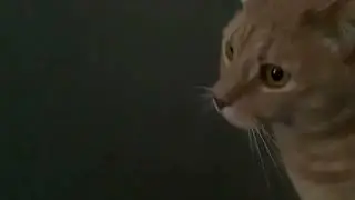 My Cute Ginger Cat