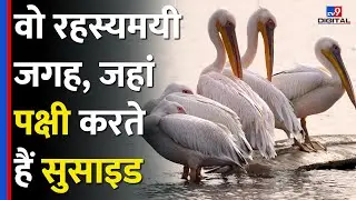 Assam की वो खुफिया जगह, जहां Bird करती हैं सुसाइड, Scientist भी नहीं ढूंढ पाए कारण #tv9d