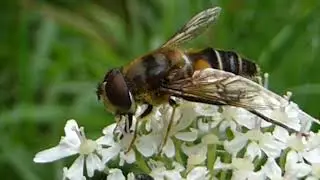 Hoverfly  - Eristalis pertinax - Hogweed - Heracleum sphondylium  - H&uacute;nakl&oacute; - Sveiffluga  - Skord&yacute;r