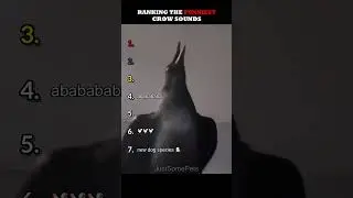 Ranking The Funniest Crow Sounds