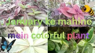 January ke mahine mein colorful plant