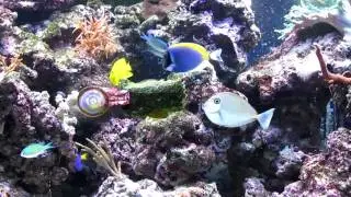 Fodring a kirugerne