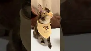 Custom Pet Drool Bibs with xTool Apparel Printer 😹🐾